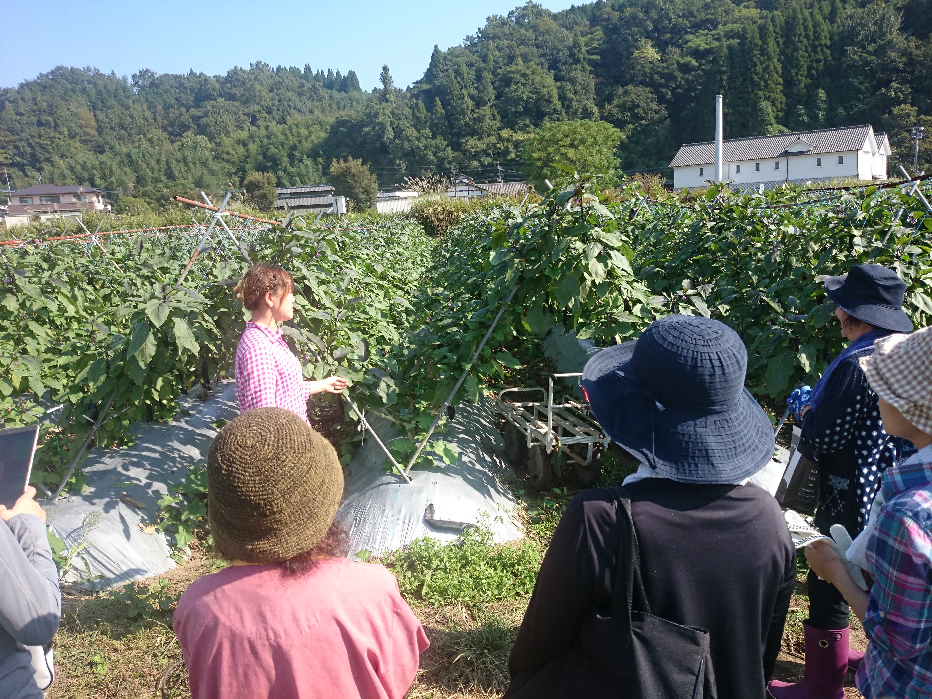 豊後大野市で開催された野菜ソムリエランチプランでの収穫体験